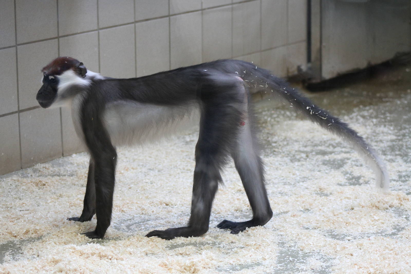 Red-capped Mangabey (Cercocebus torquatus torquatus)