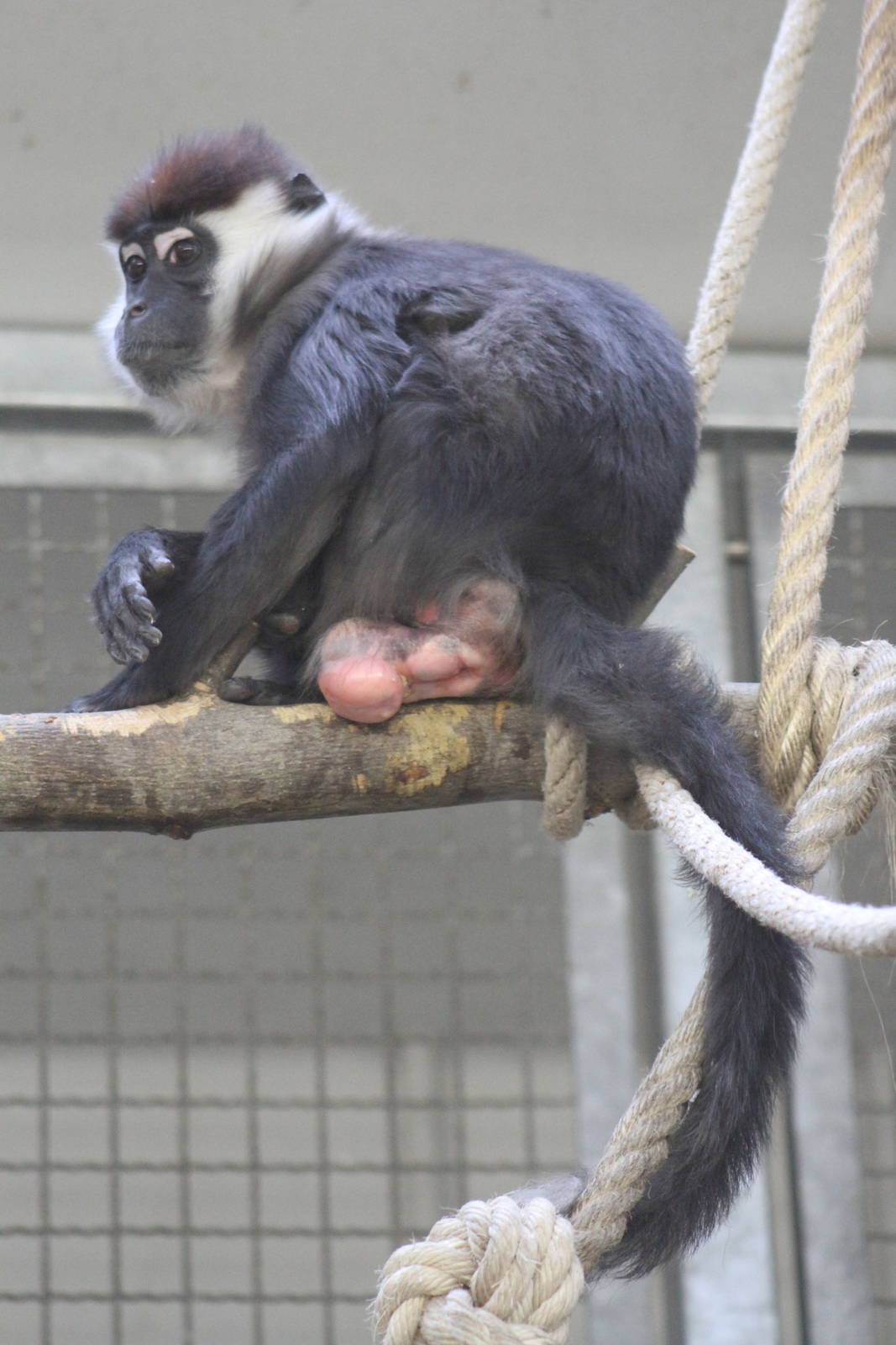 Red-capped Mangabey (Cercocebus torquatus torquatus)