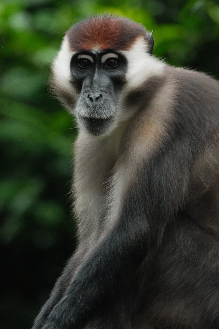 Red-capped Mangabey (Cercocebus torquatus)