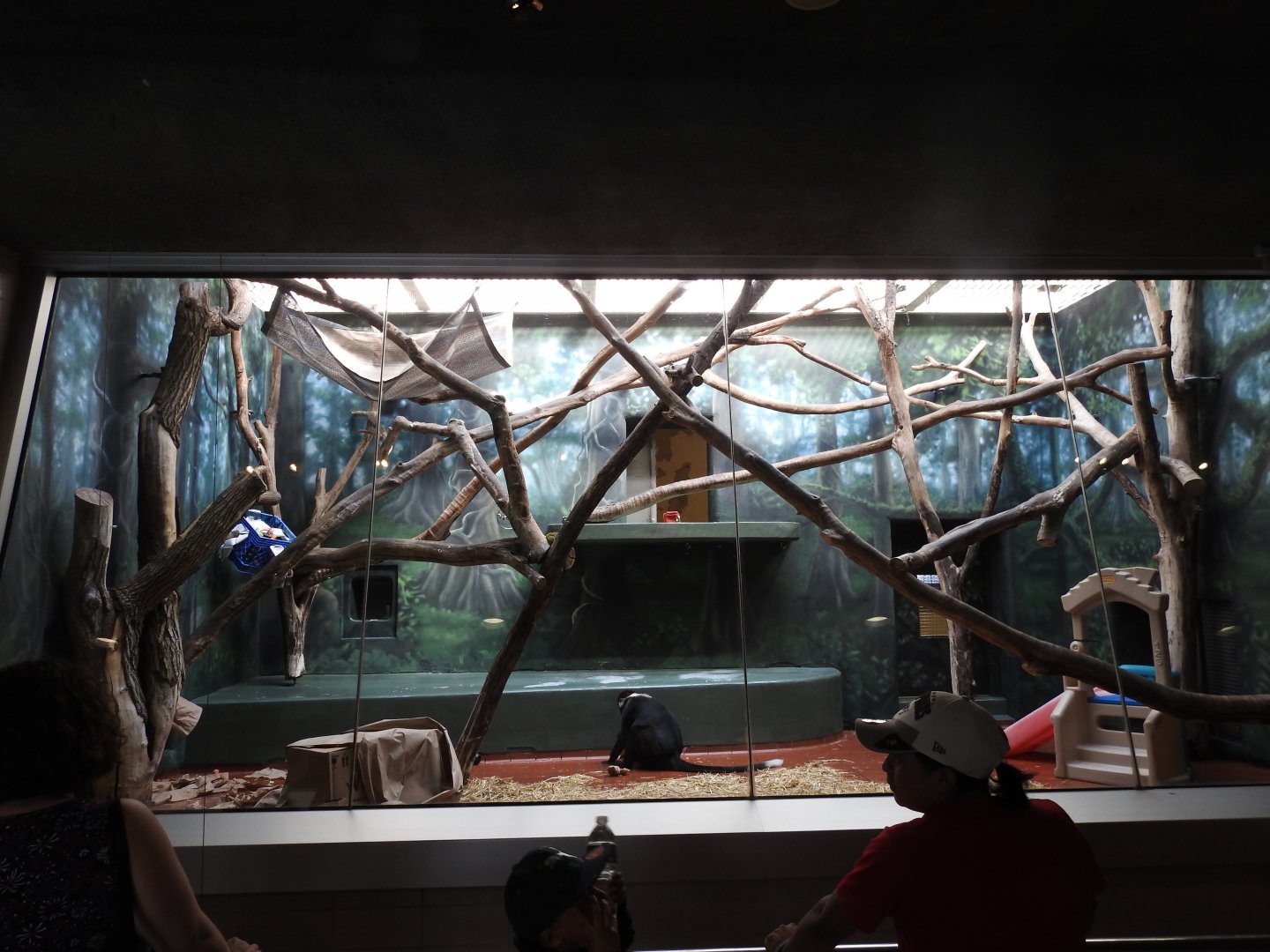 Red Capped Mangabey Enclosure