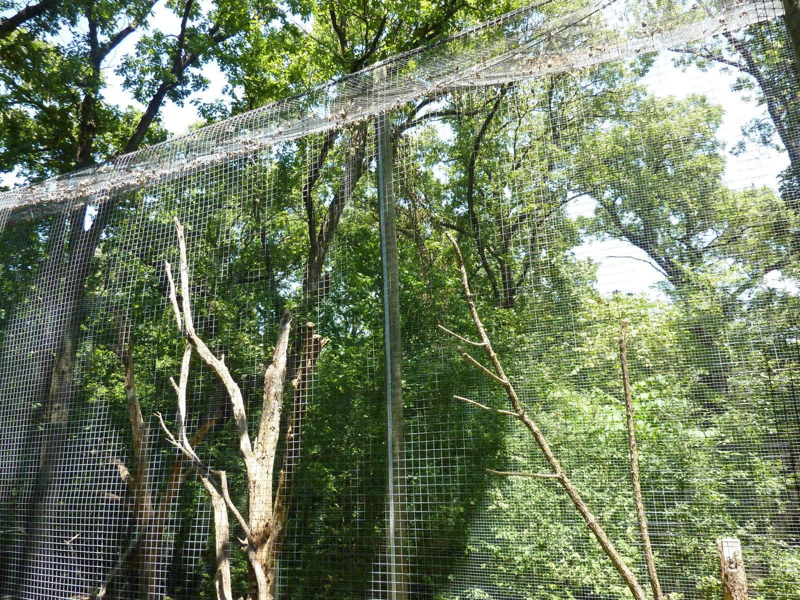 Red-Capped Mangabey Exhibit