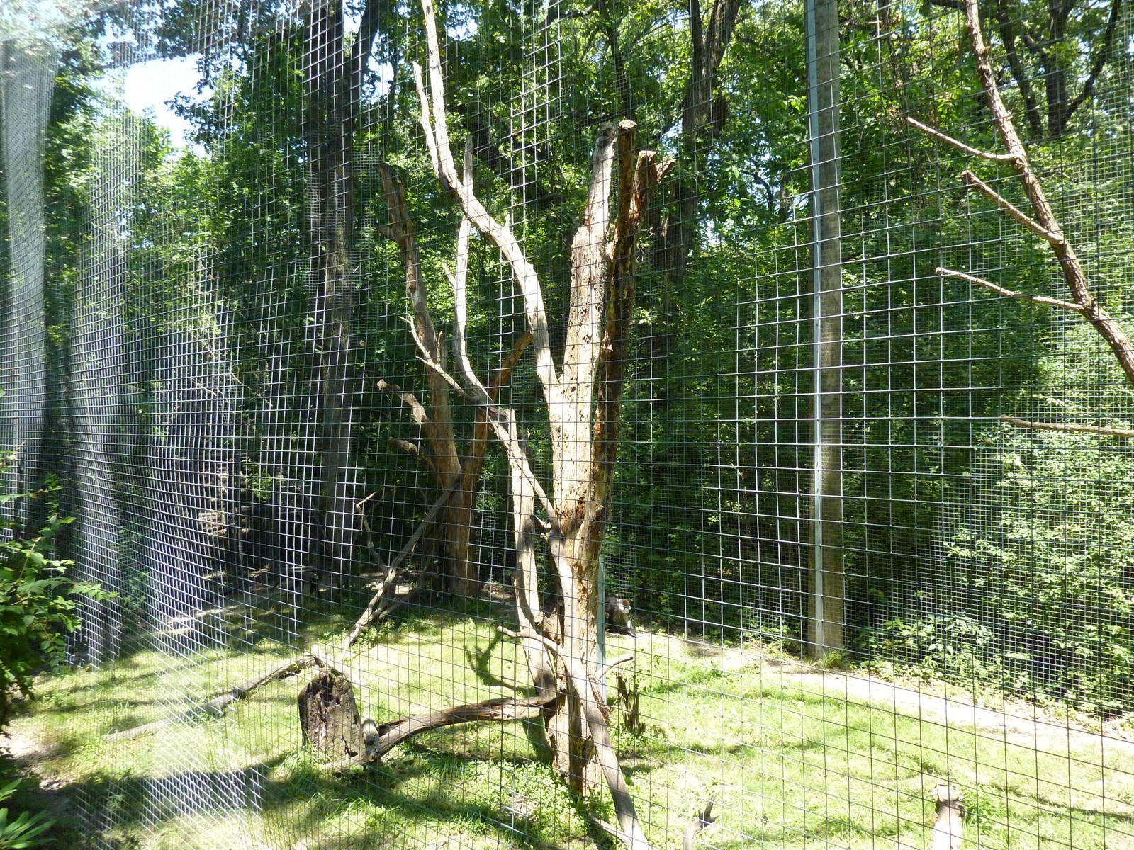Red-Capped Mangabey Exhibit