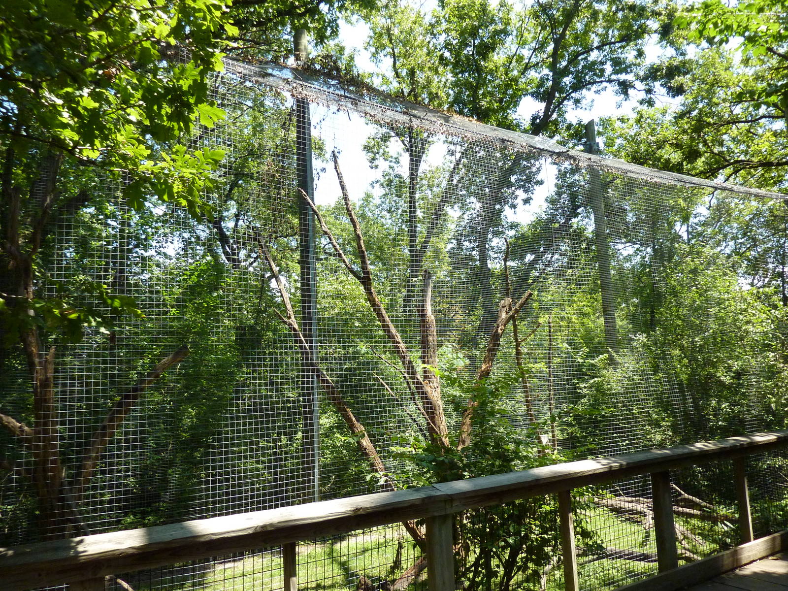 Red-Capped Mangabey Exhibit