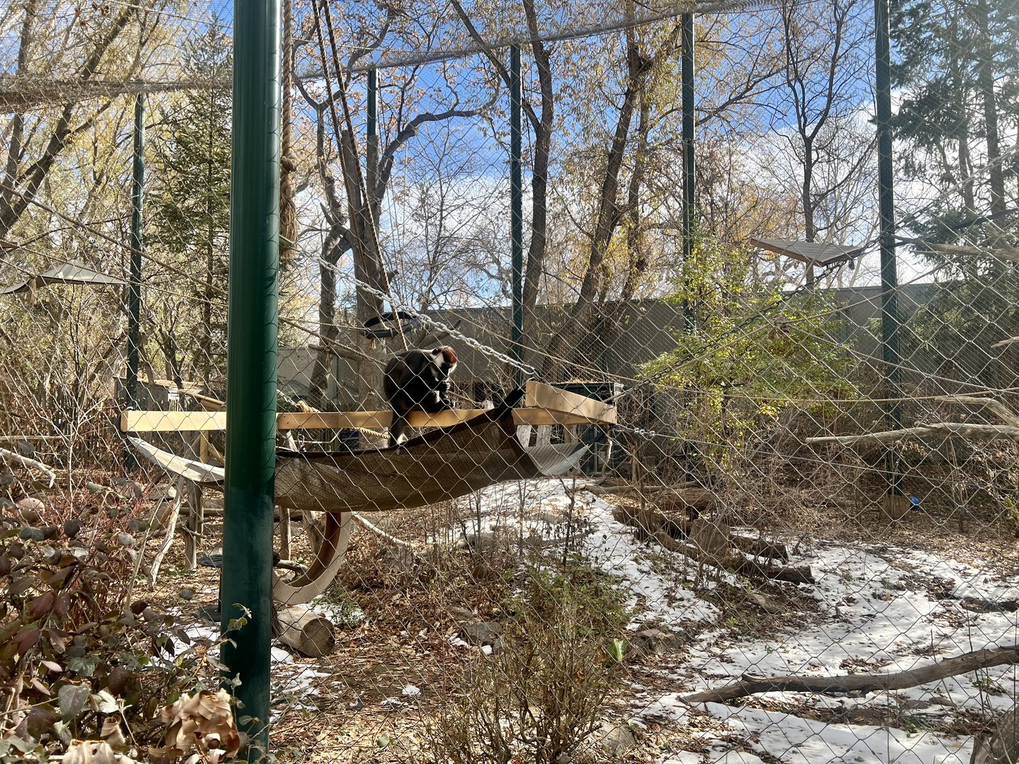 Red-capped Mangabey Exhibit