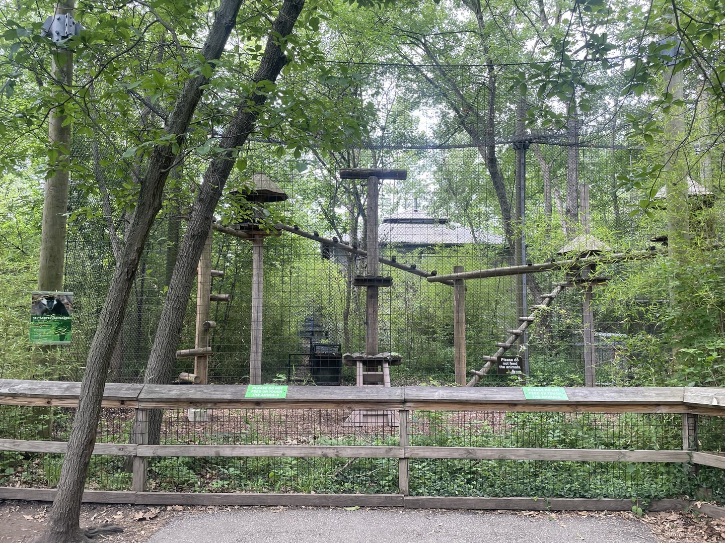 Red-capped Mangabey Exhibit