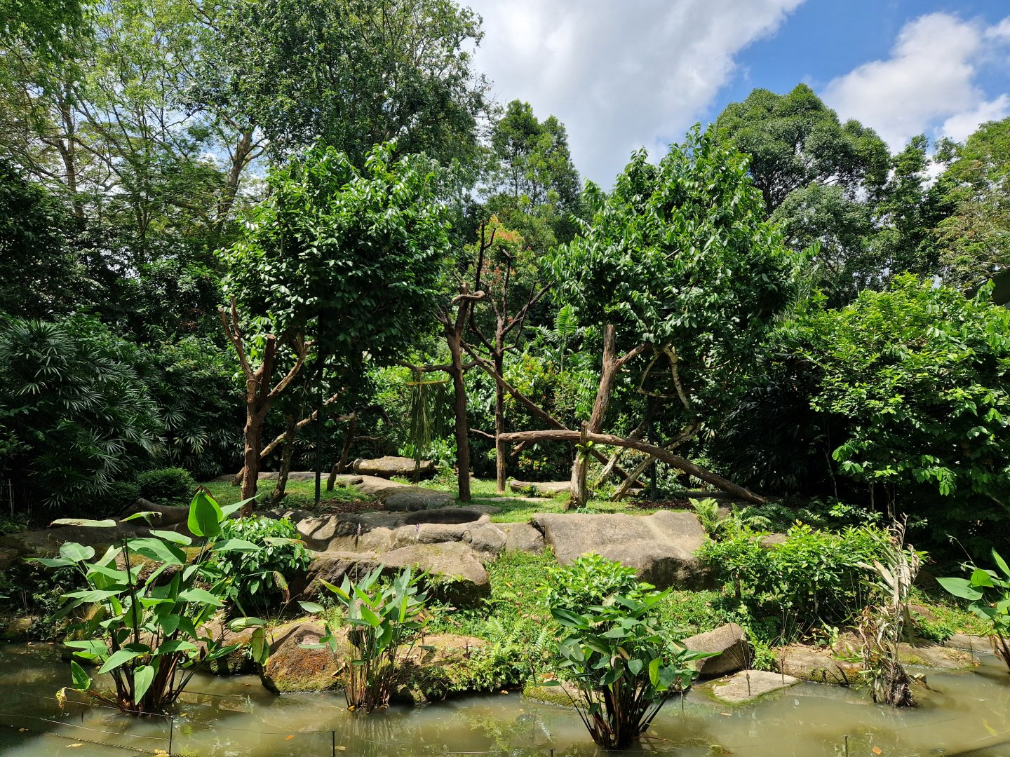 Red - capped Mangabey exhibit