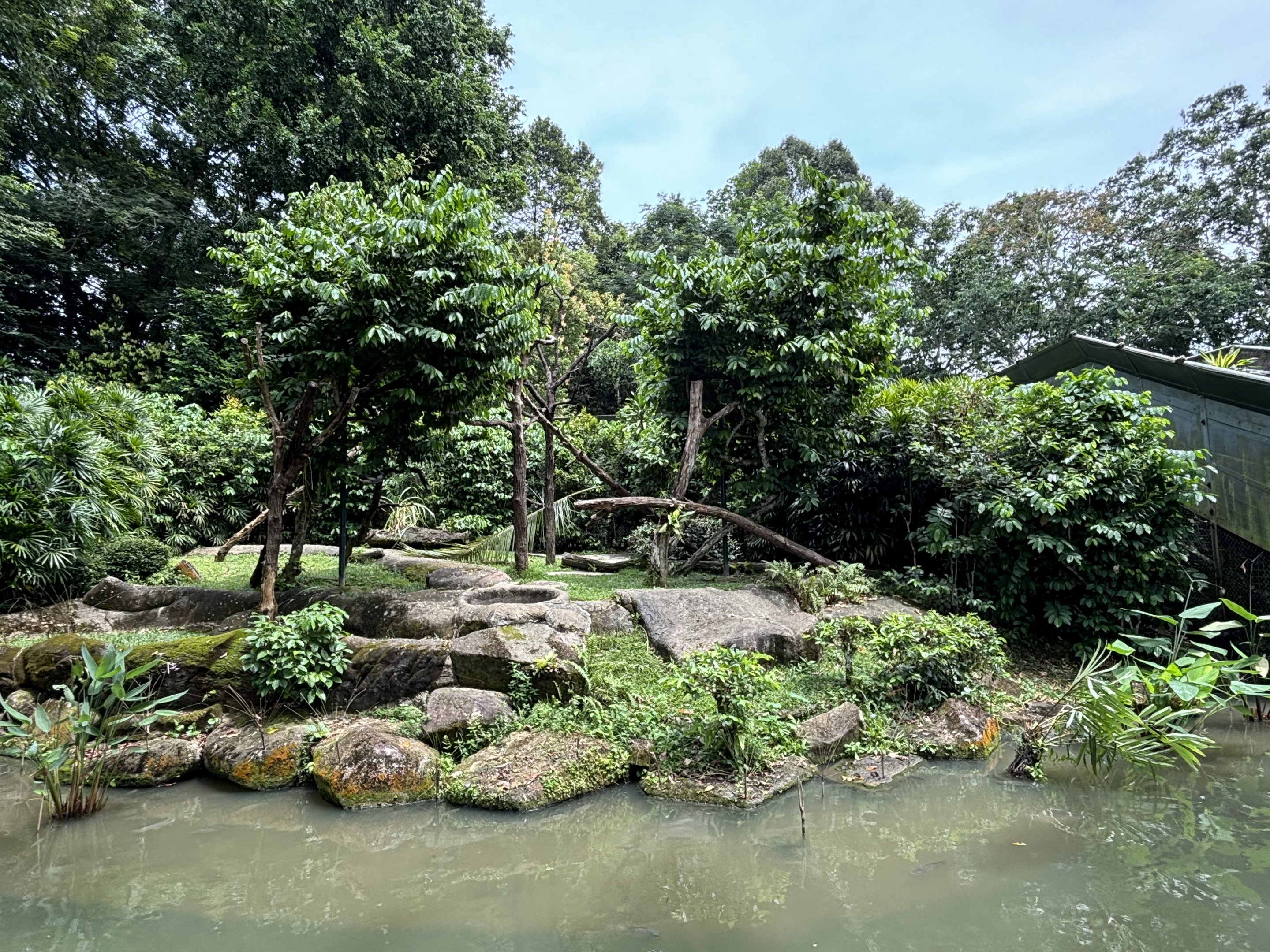 Red-capped Mangabey Exhibit