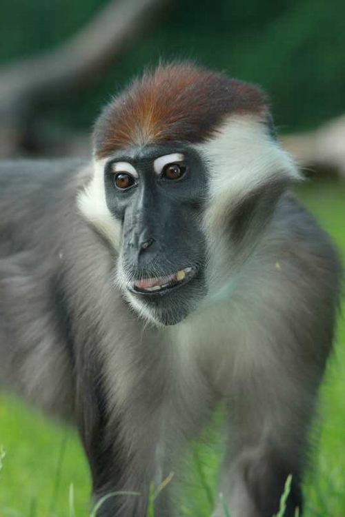 Red-capped Mangabey
