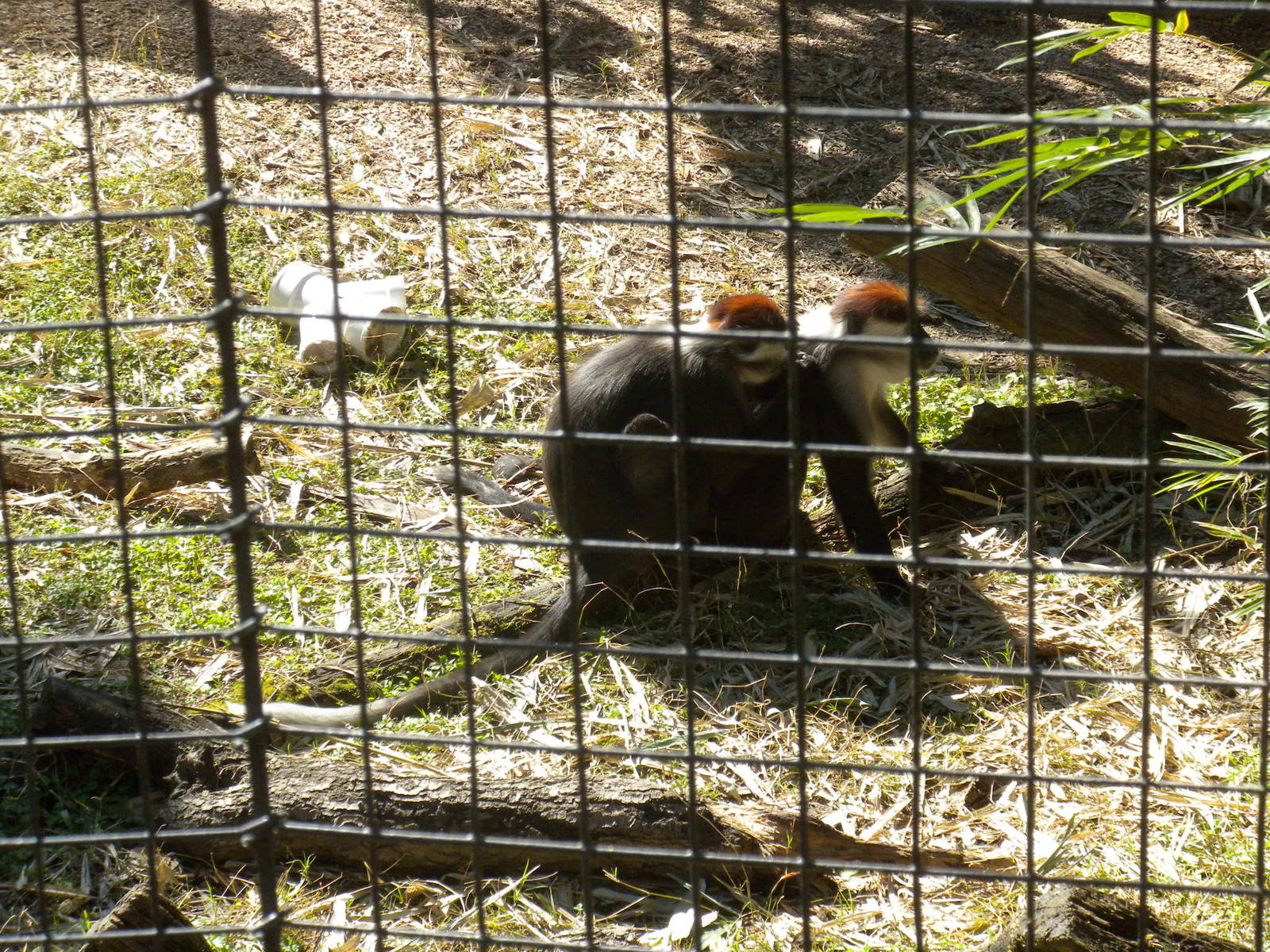 Red Capped Mangabey
