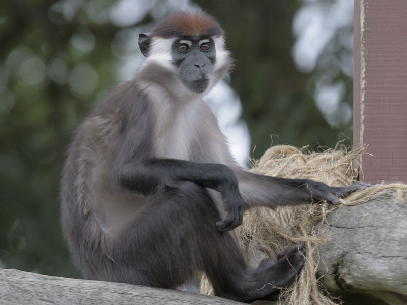 Red-capped mangabey