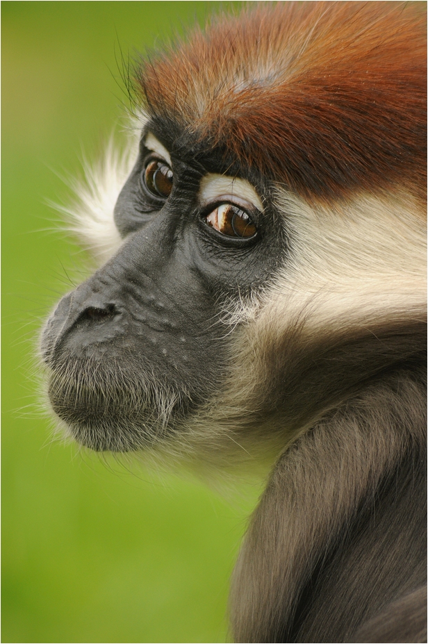 Red-capped mangabey