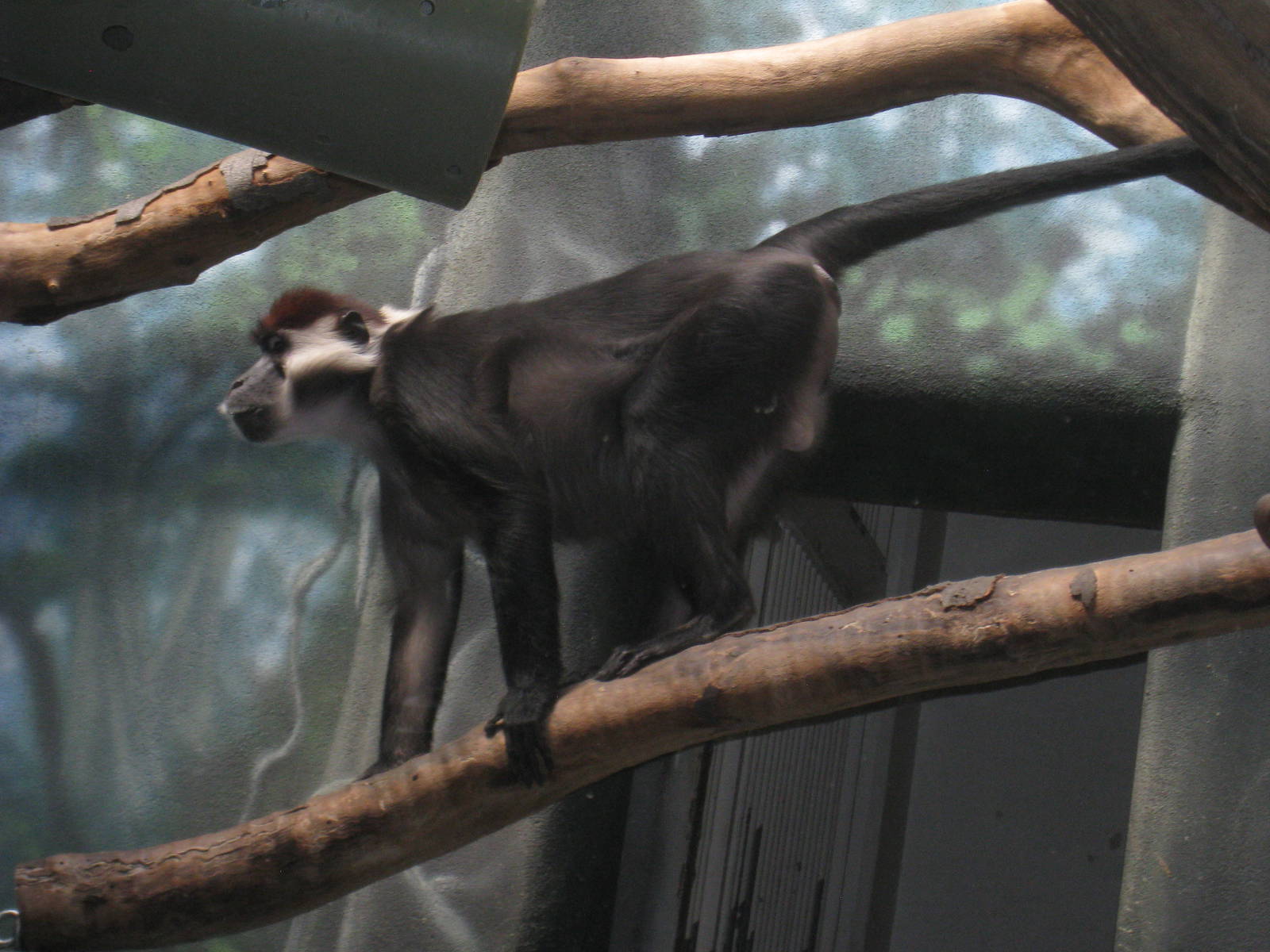 Red-capped Mangabey