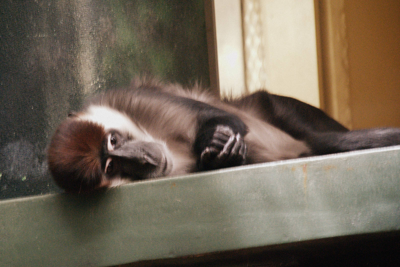 Red-Capped Mangabey