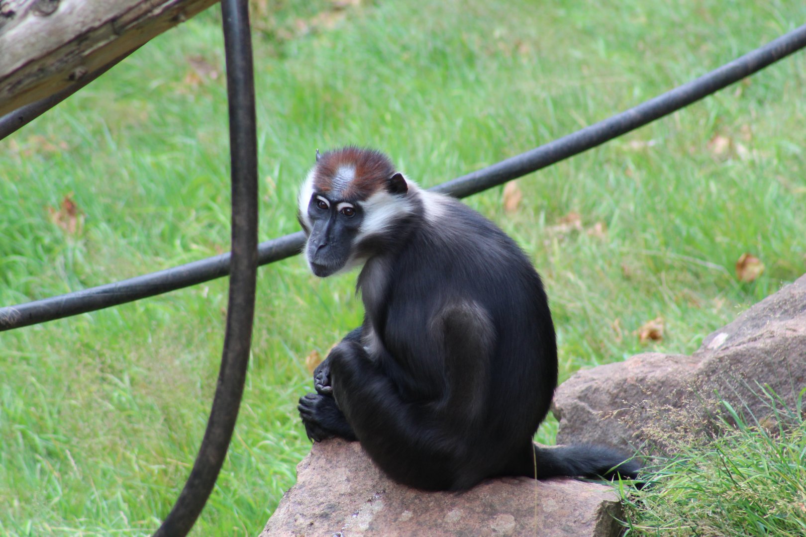 Red-Capped Mangabey