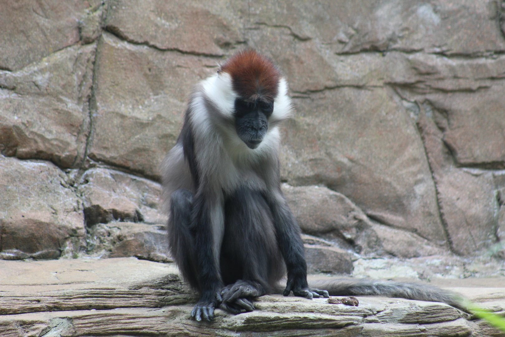 Red-Capped Mangabey