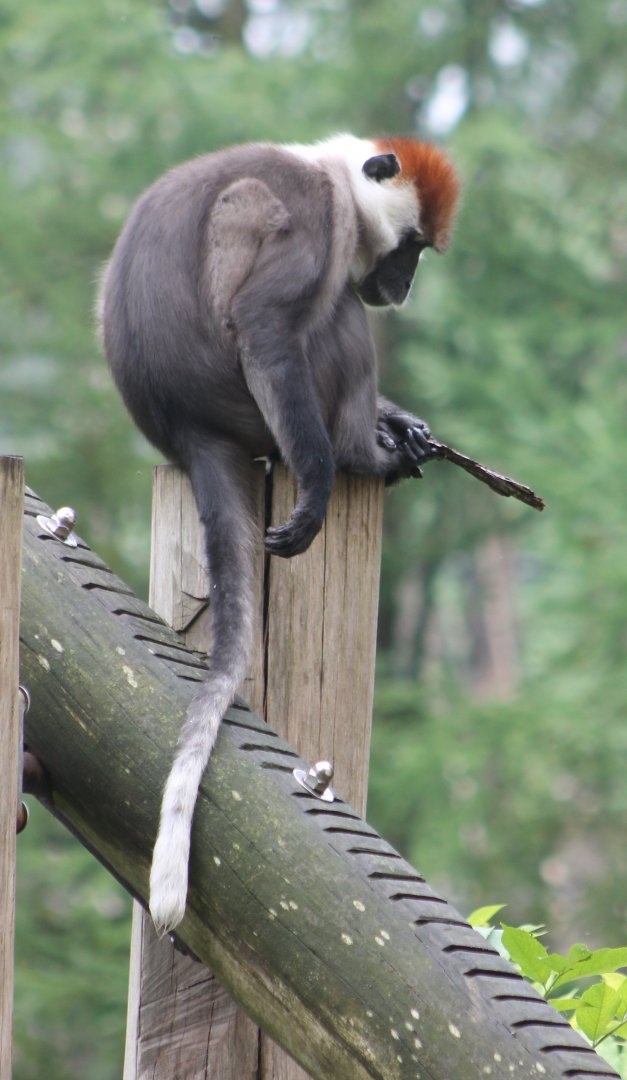 Red-capped mangabey