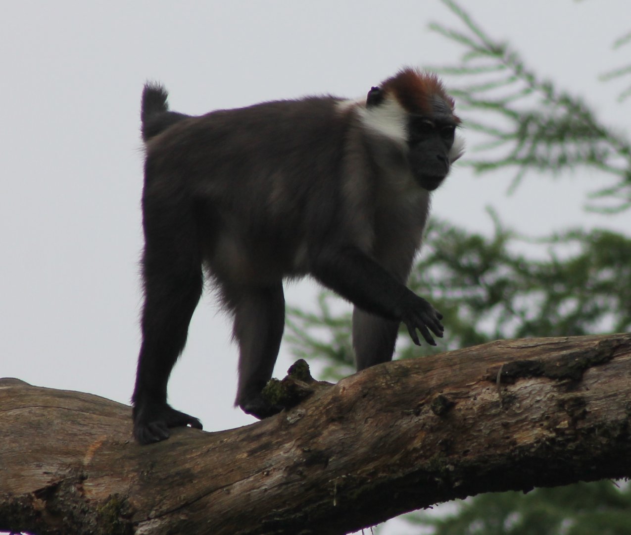 Red-capped mangabey