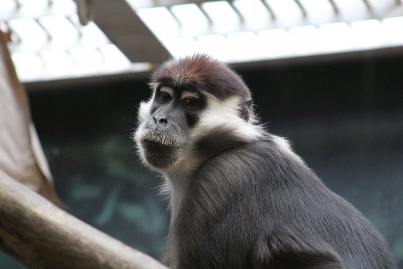 Red-Capped Mangabey