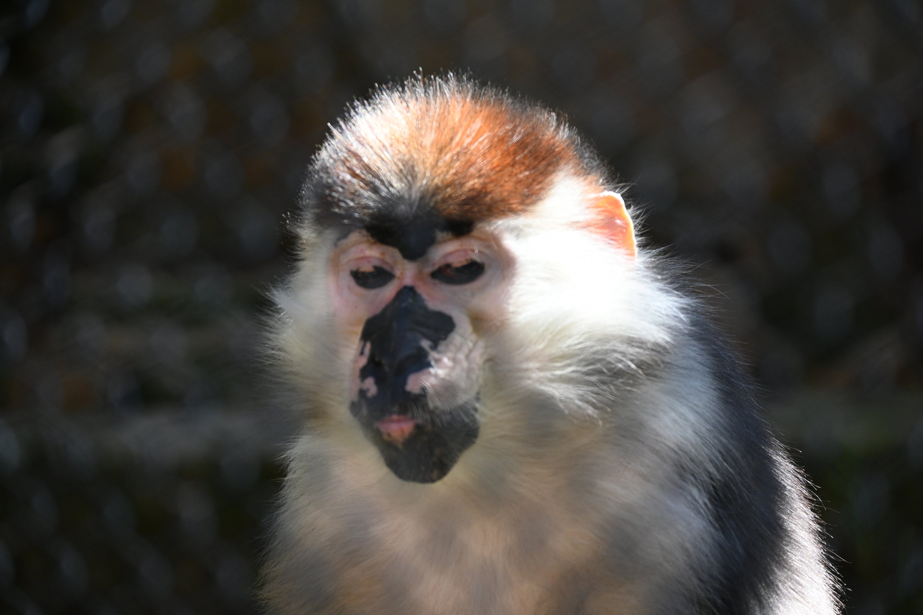 Red Capped Mangabey