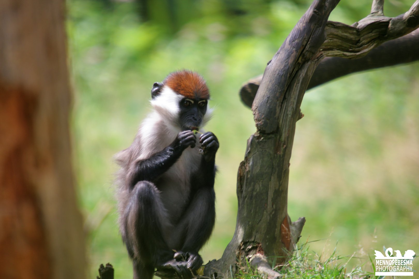 Red-capped mangabey