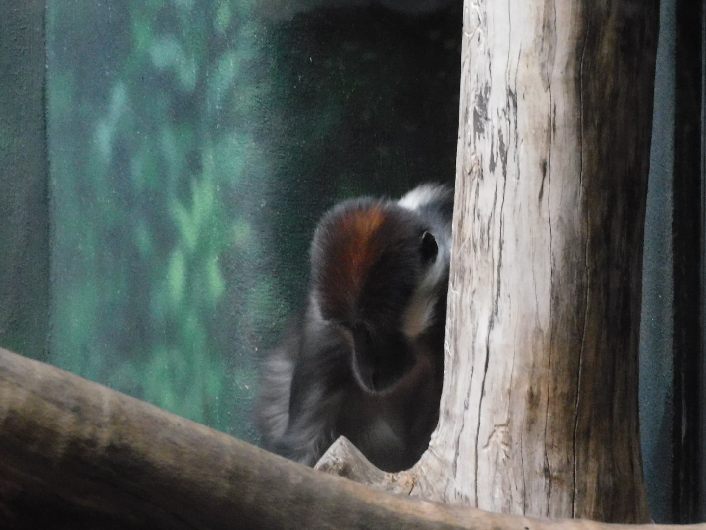 Red capped mangabey