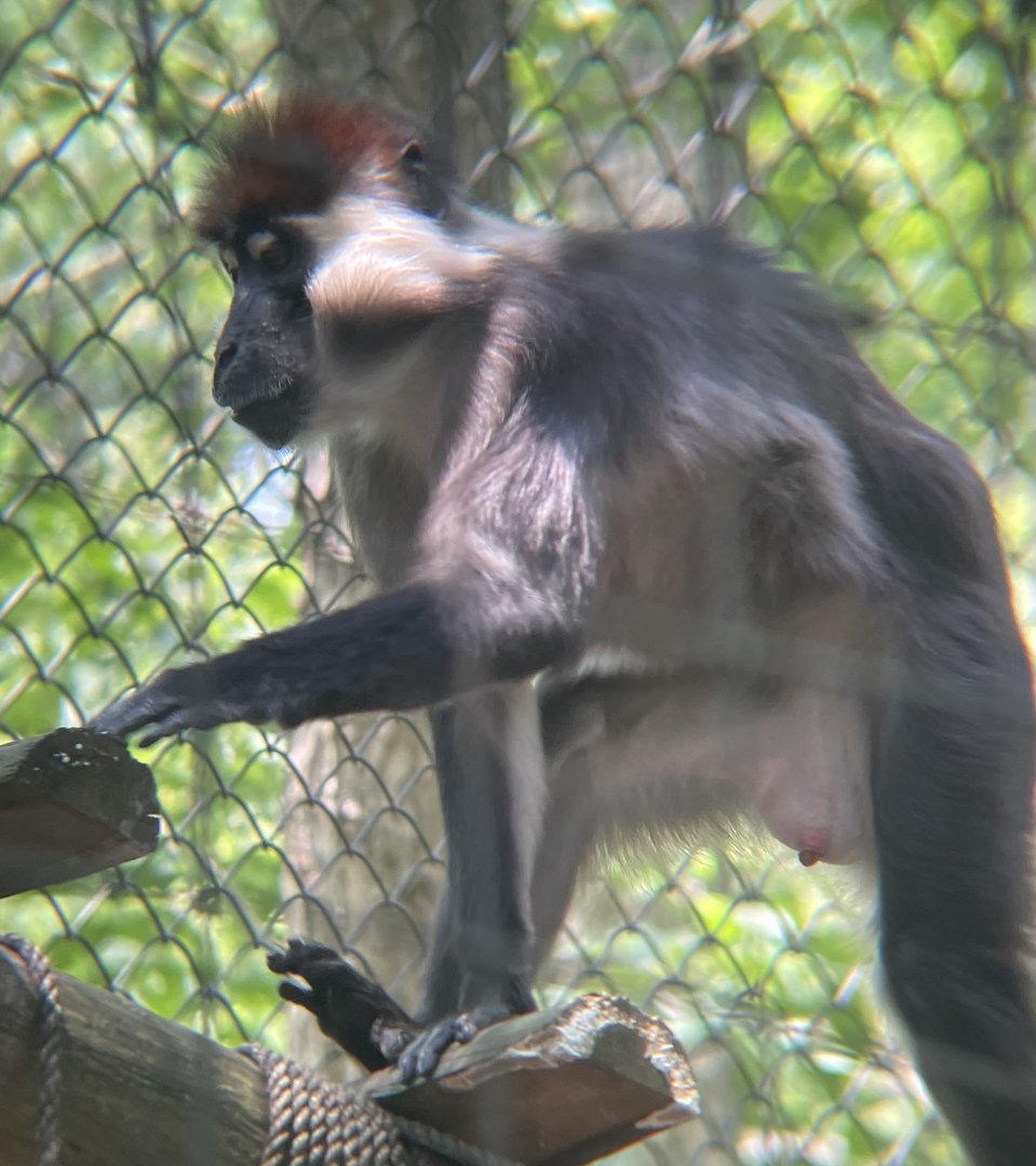 Red-capped Mangabey