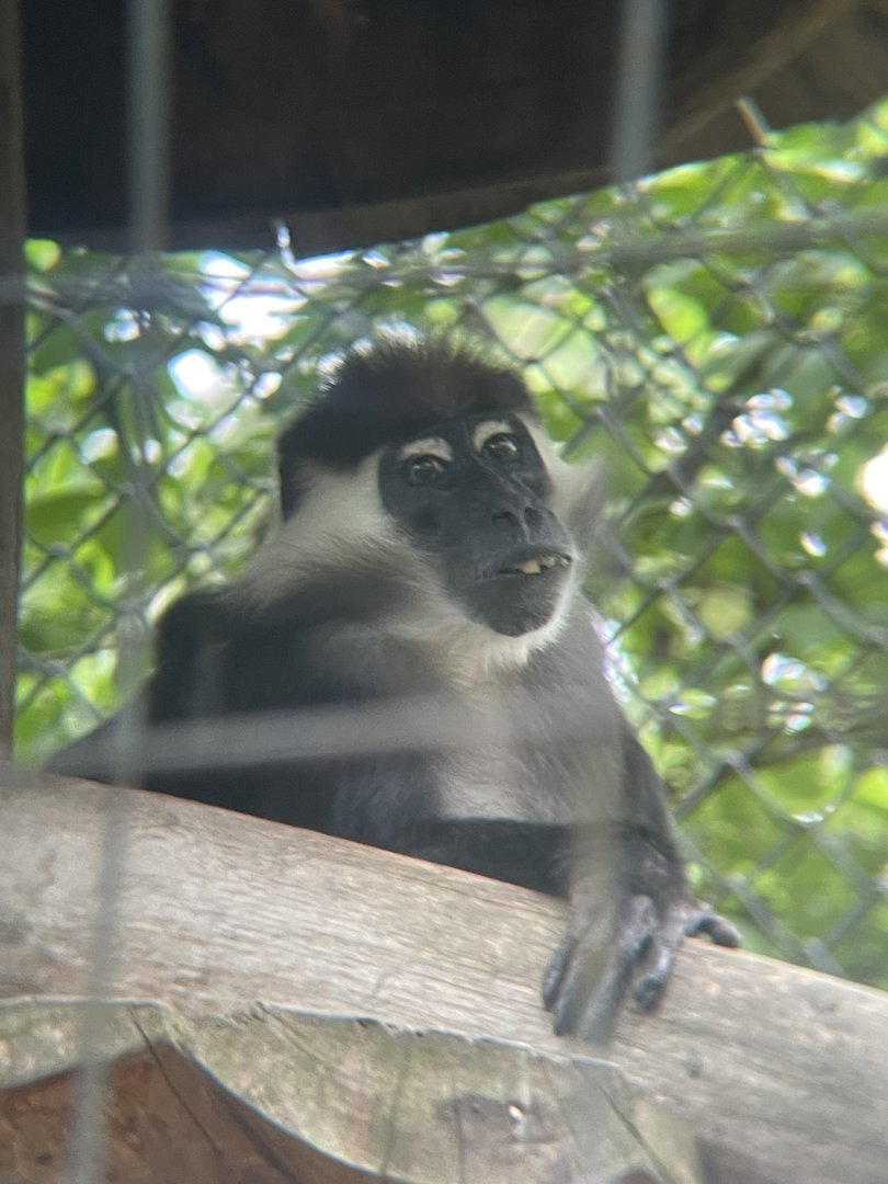 Red-capped Mangabey