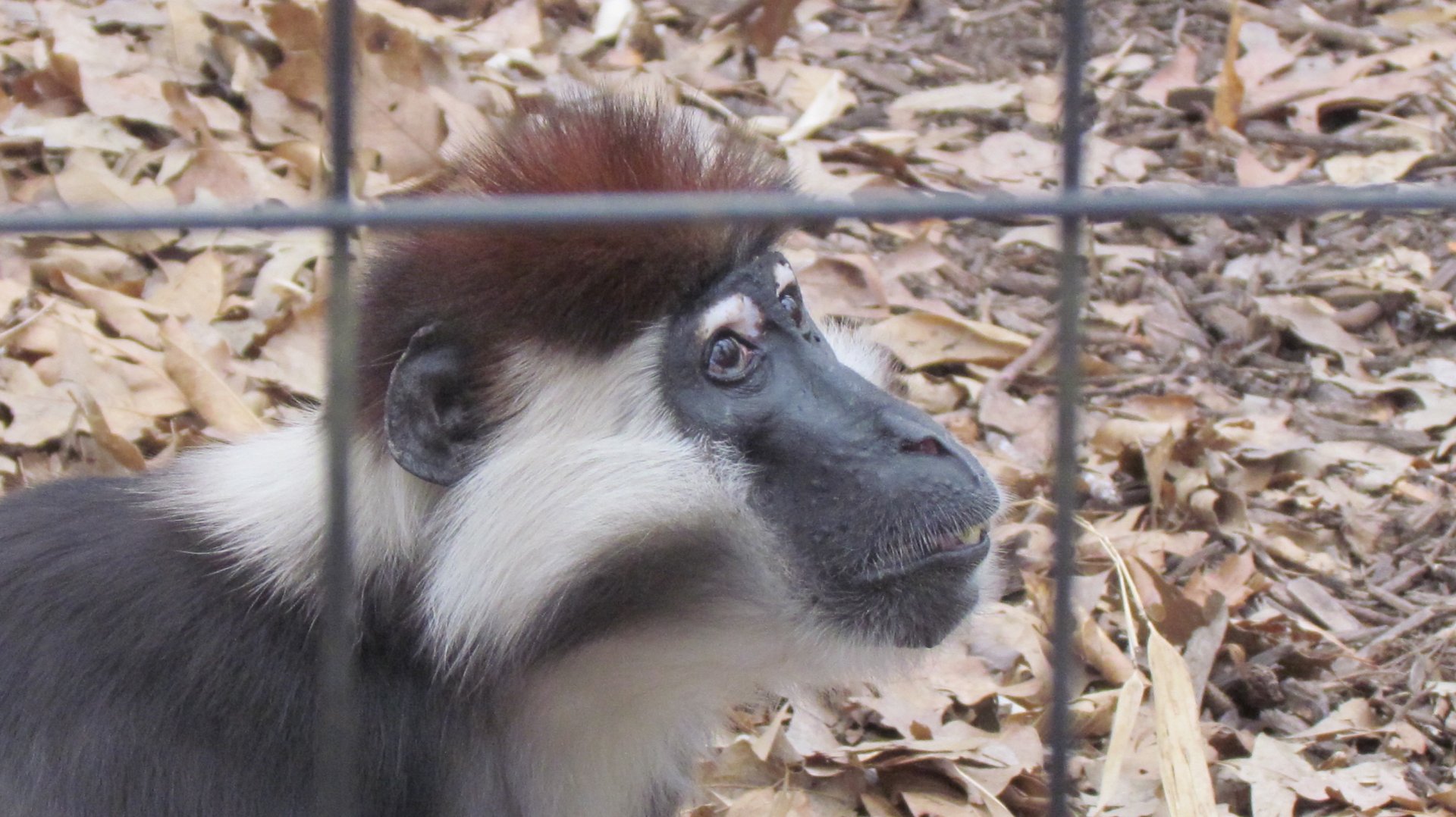 Red-capped Mangabey