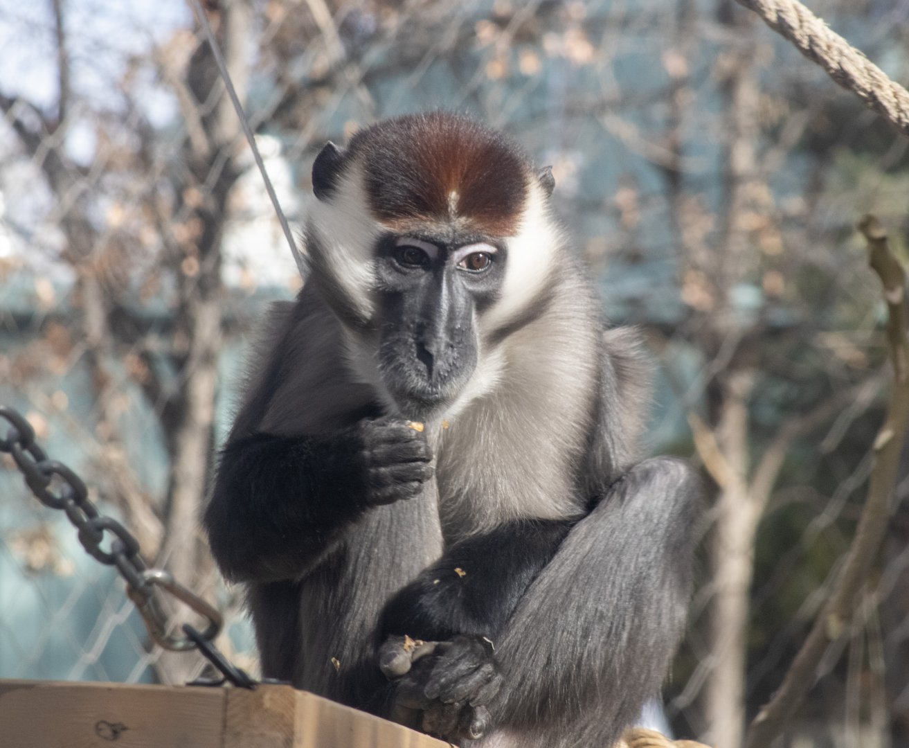 Red-capped Mangabey