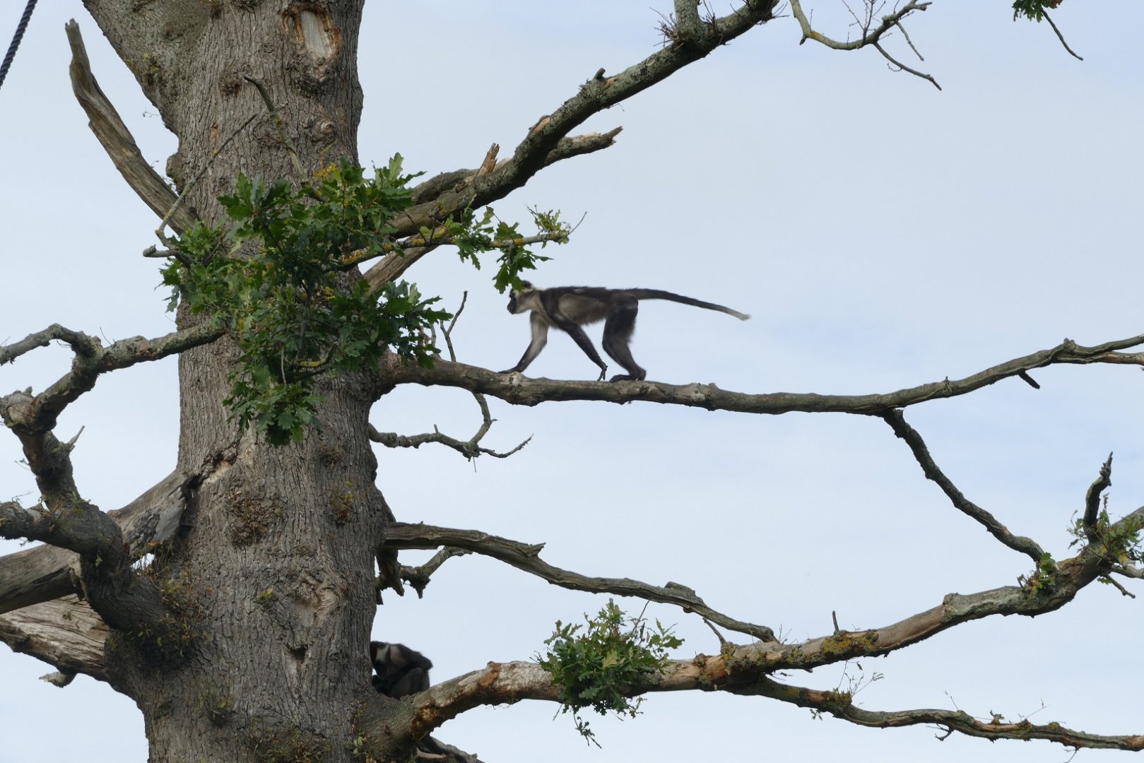 Red-capped mangabeys, September 2018