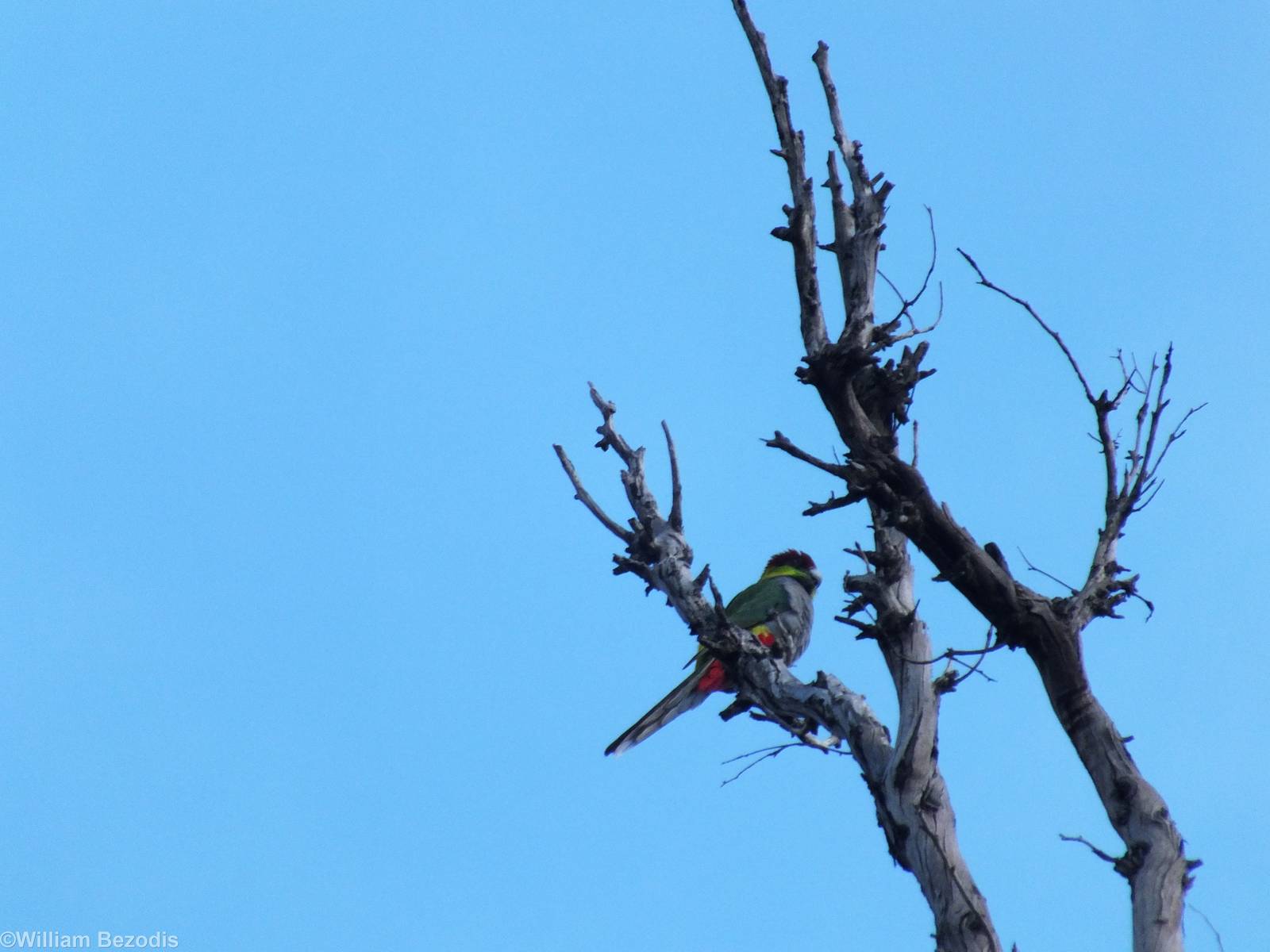 Red-capped Parrot - 2014