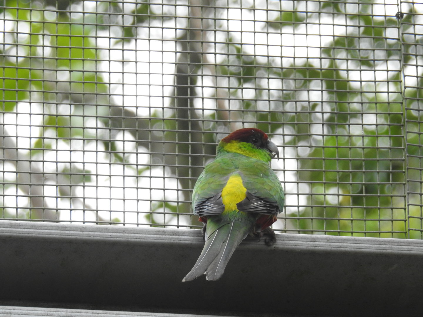 Red-Capped Parrot (male)
