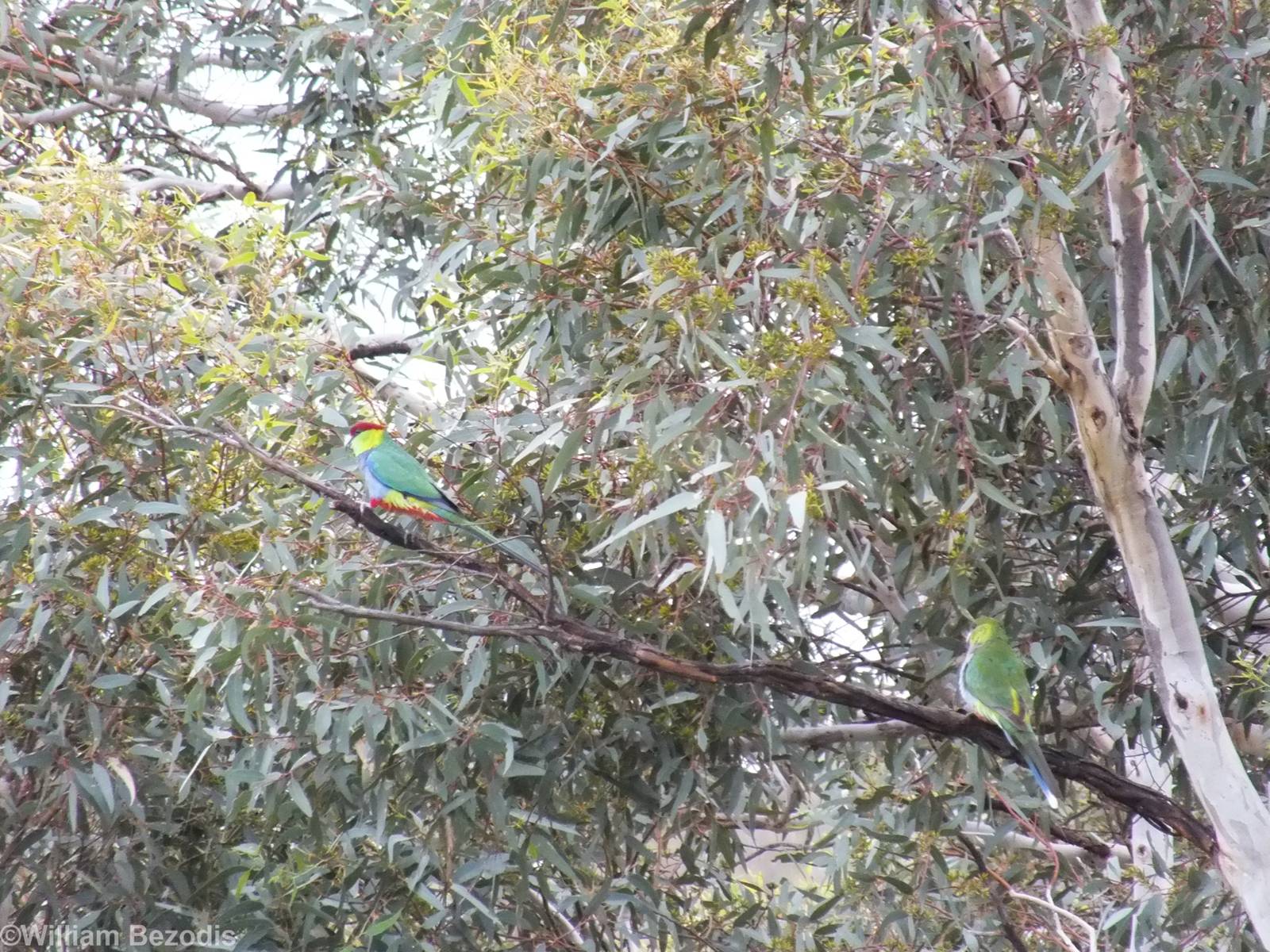Red-capped Parrot Pair