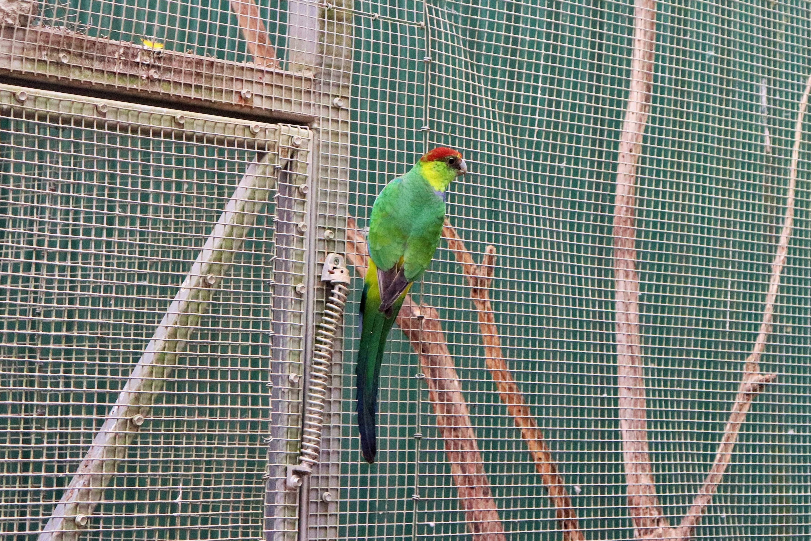Red-capped Parrot (Purpureicephalus spurius)