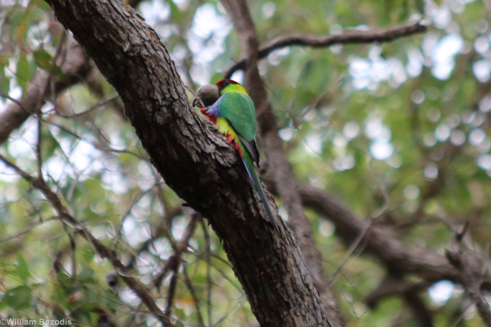 Red-capped Parrot - Wungong Gorge