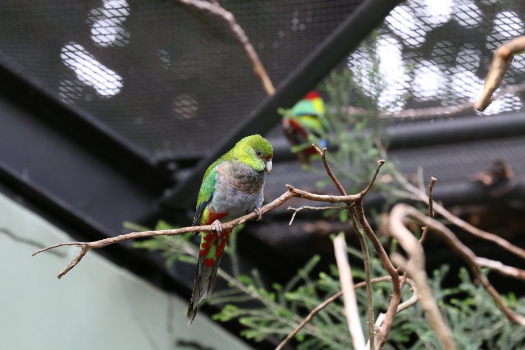 Red-capped Parrot