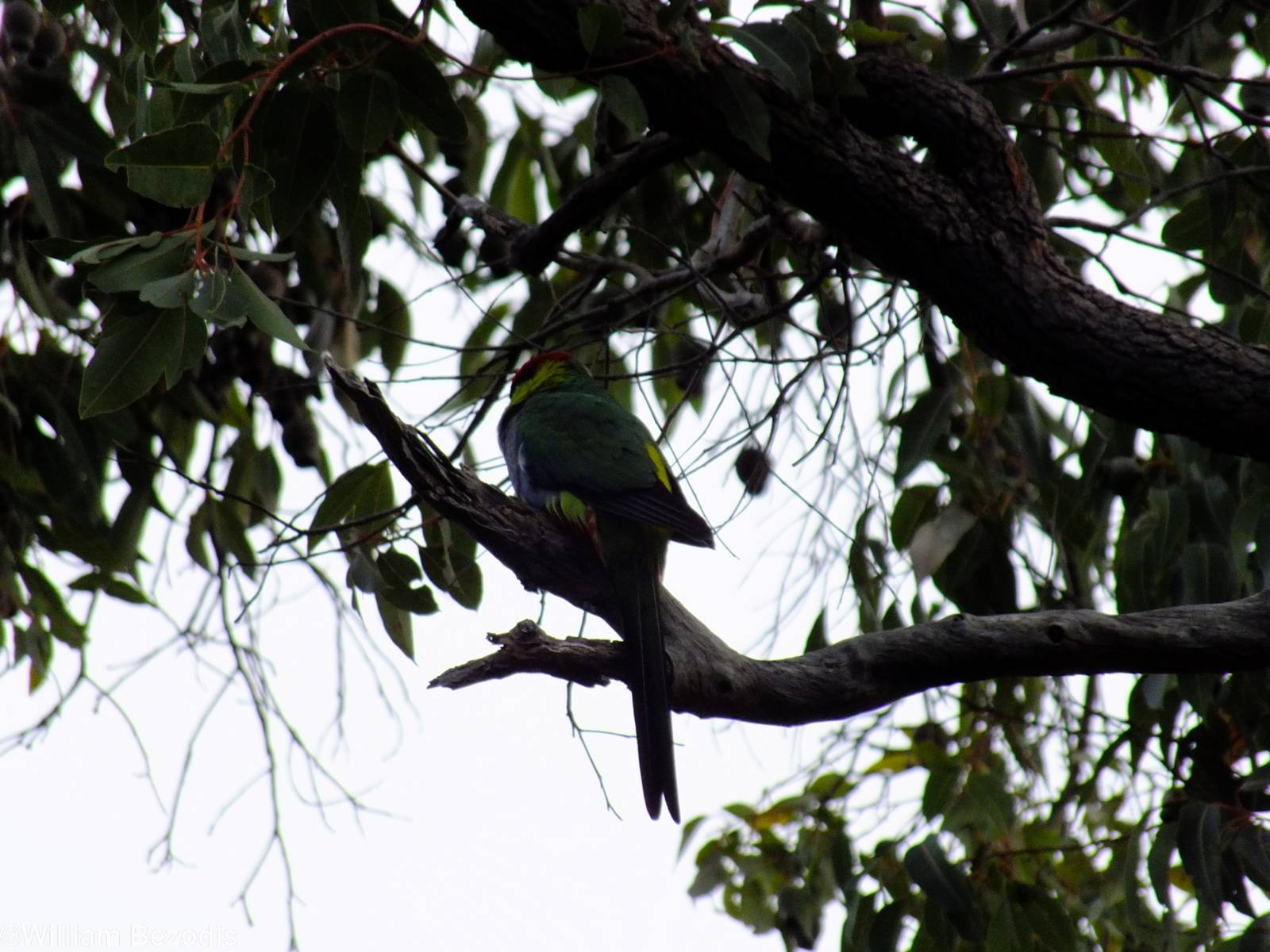 Red-capped Parrot