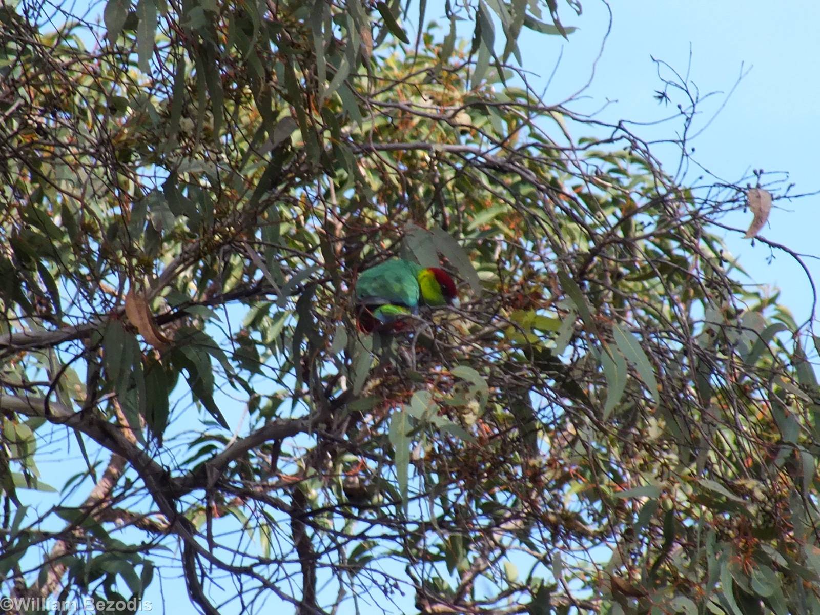 Red-capped Parrot