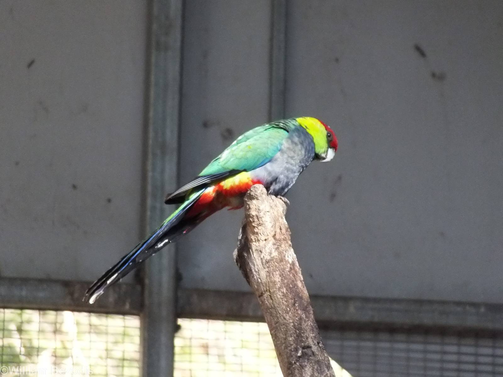Red-capped Parrot