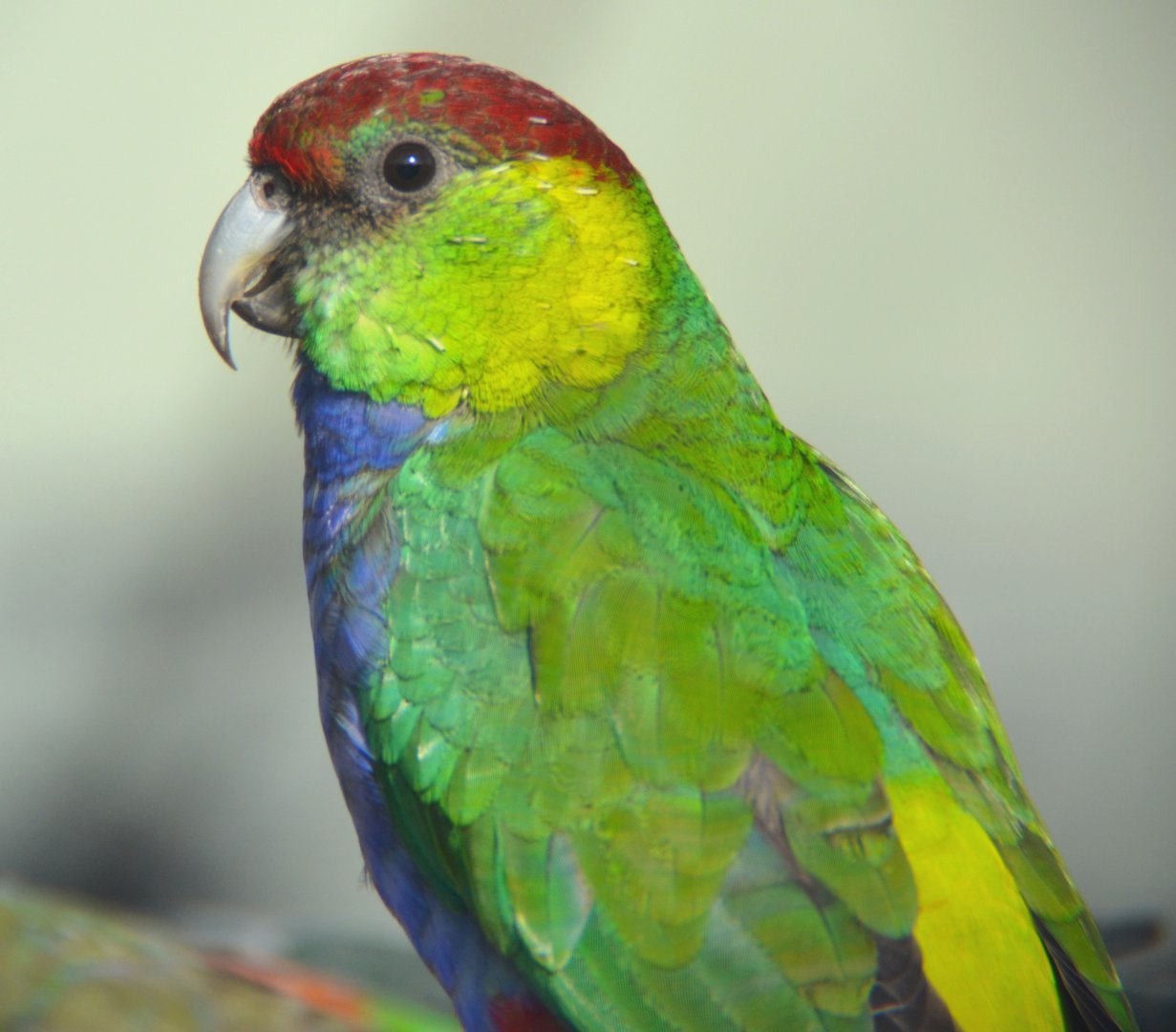 Red-capped parrot