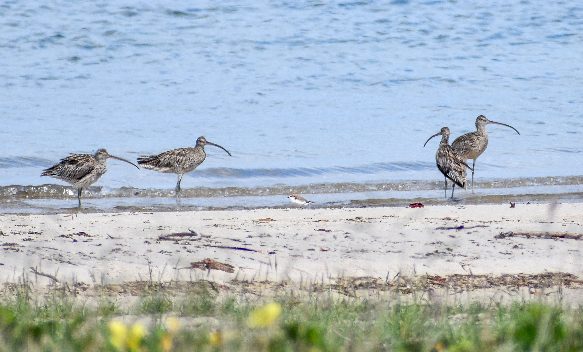 Red-capped Plover and Far Eastern Curlews