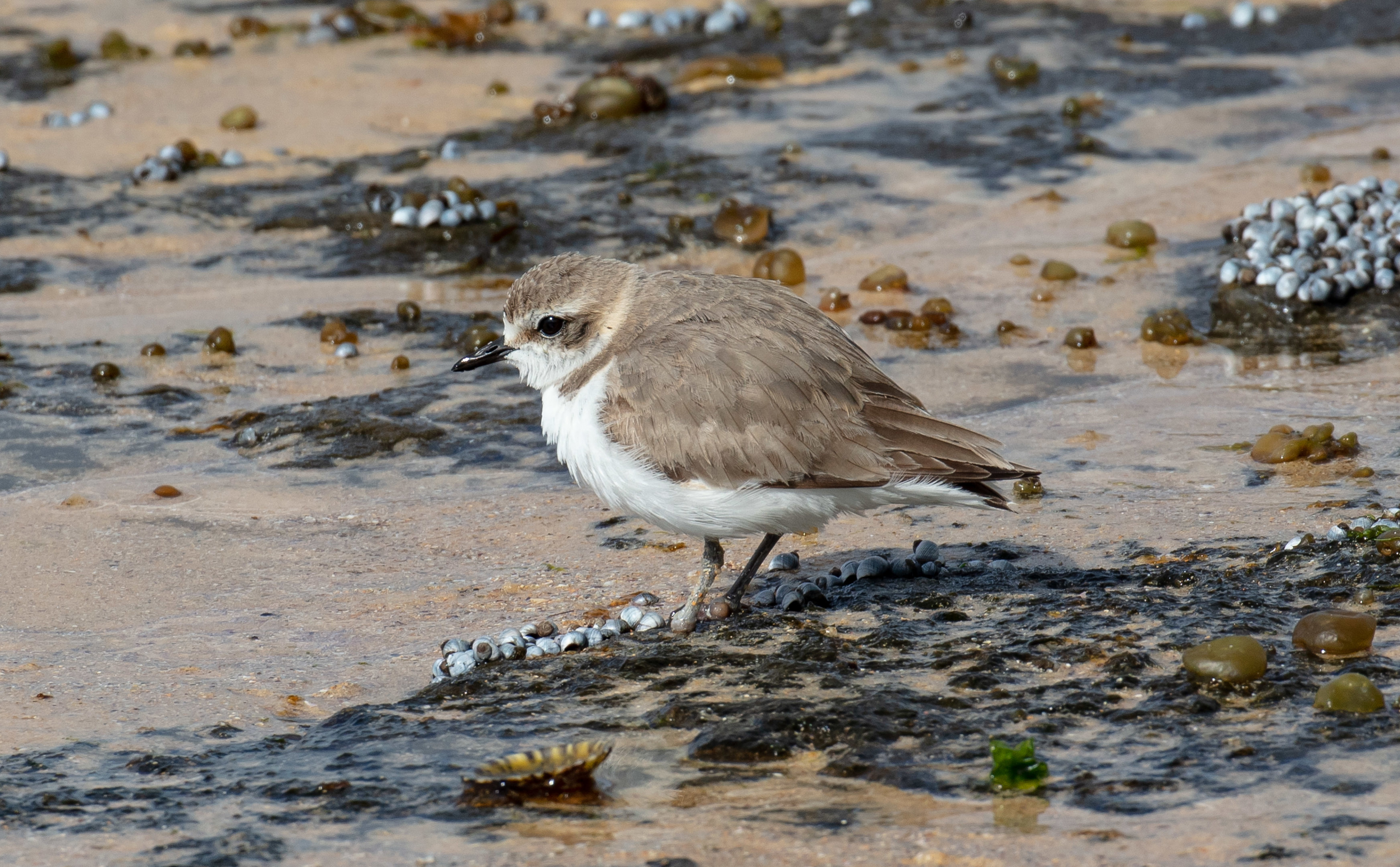 Red-capped Plover juvenile