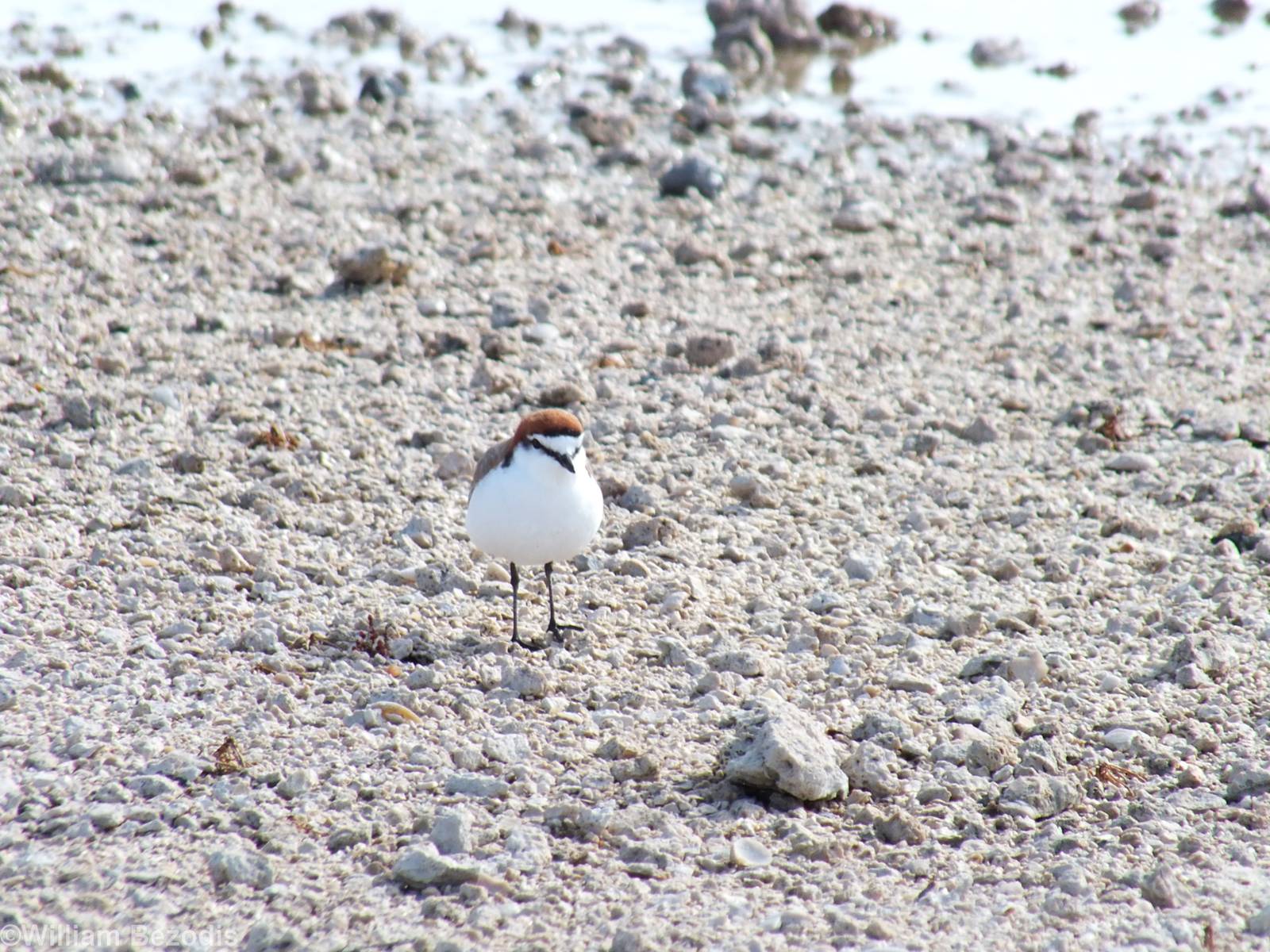 Red-capped Plover - Rottnest Island