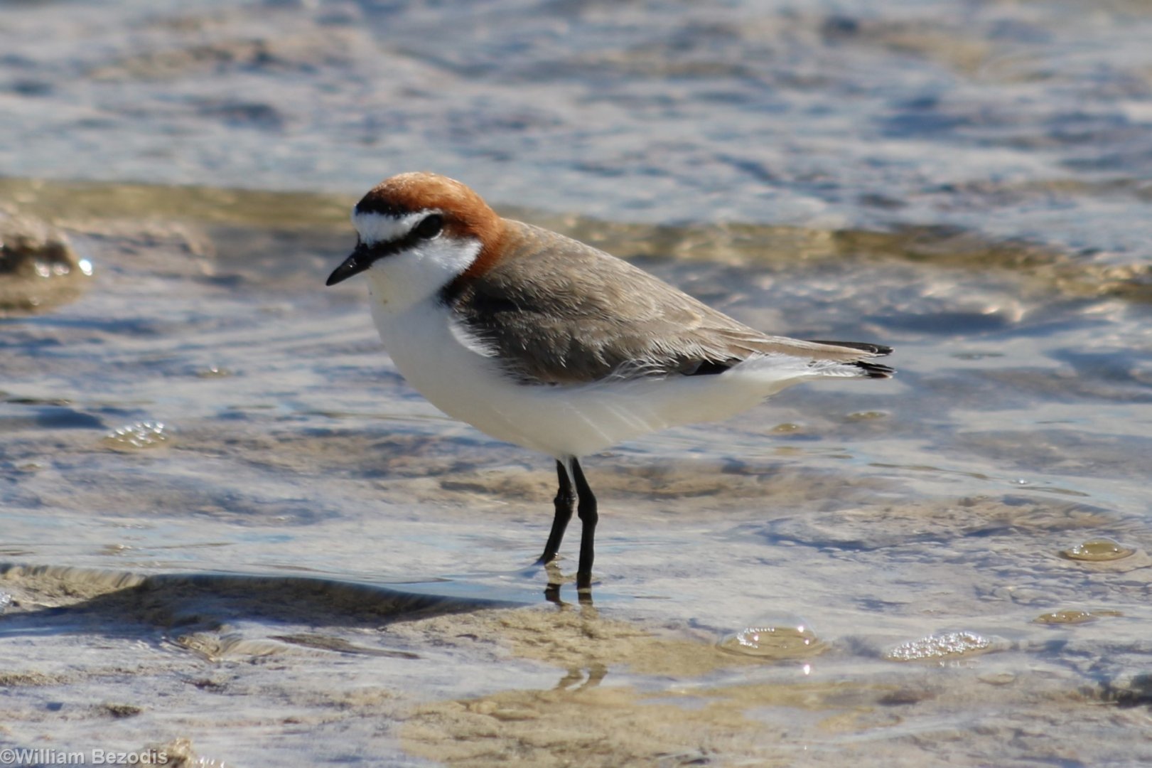 Red-capped Plover - Rottnest Island