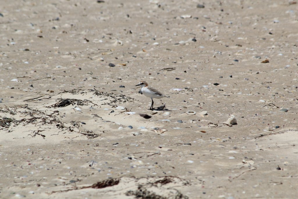 Red-capped Plover