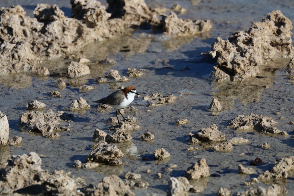 Red-capped Plover