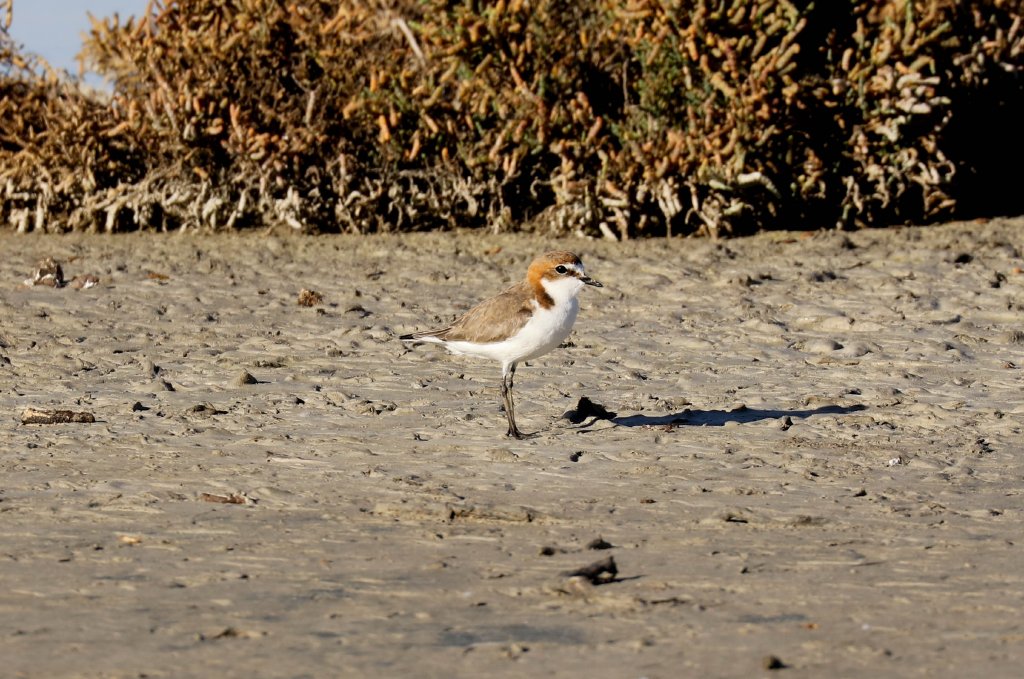 Red-capped Plover