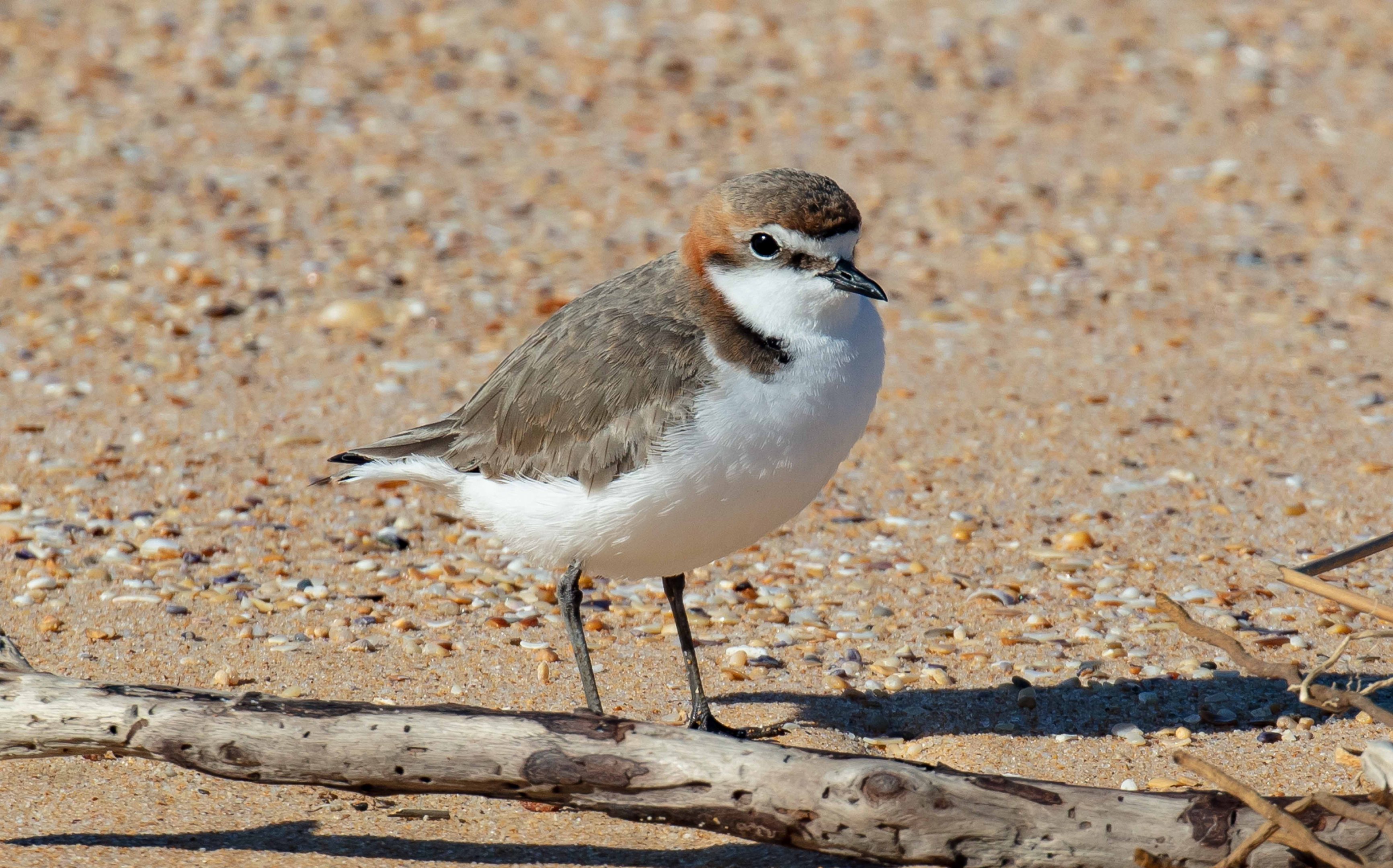 Red-capped Plover
