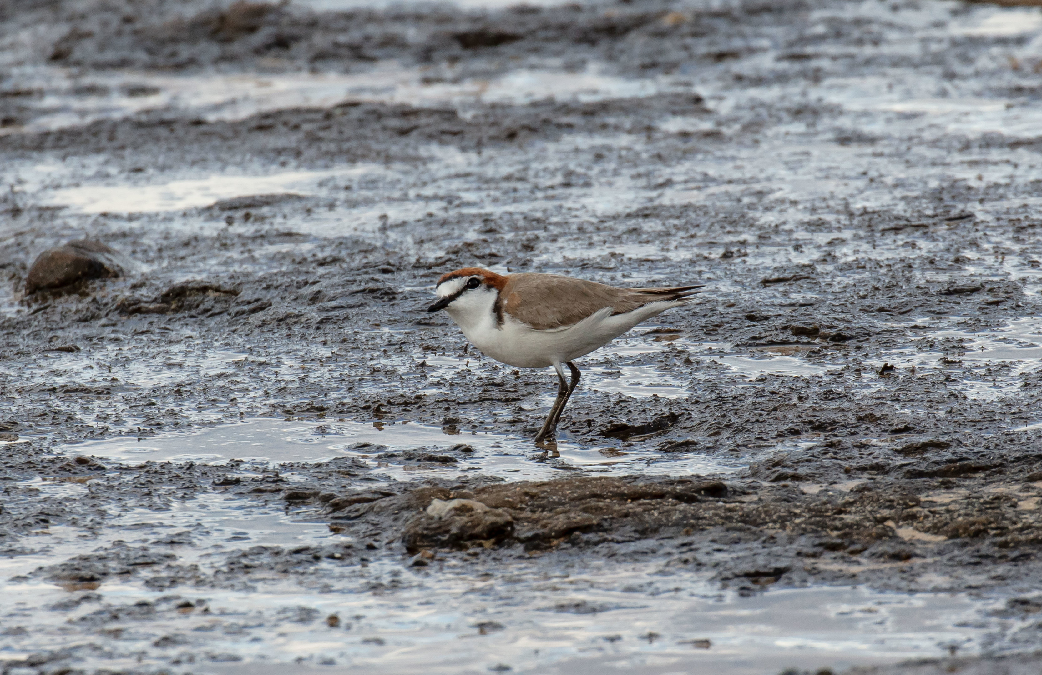 Red-capped Plover