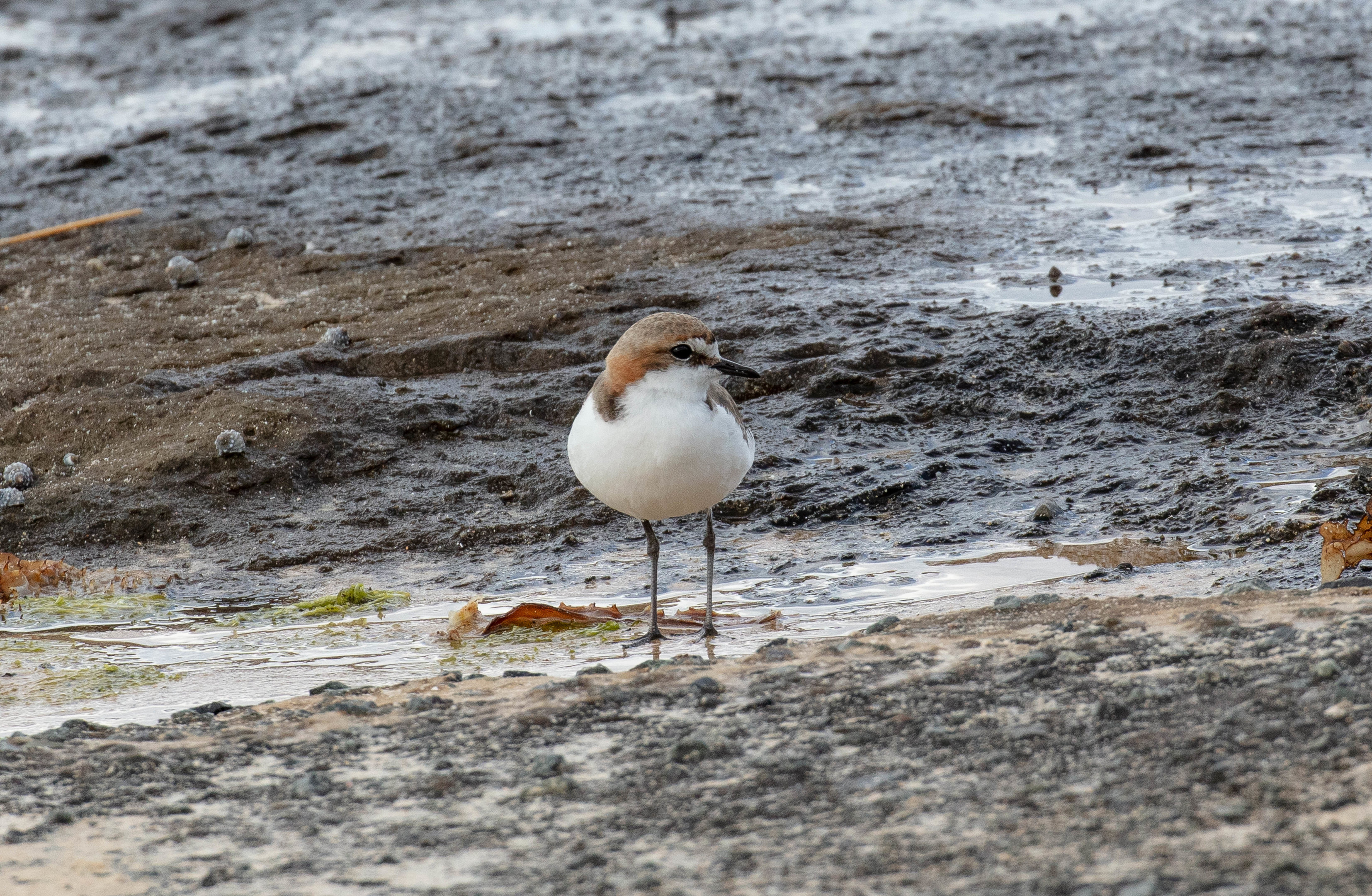 Red-capped Plover